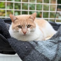 Tom CAB5558, chat à adopter