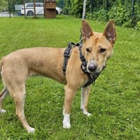 Kupia, chienne à adopter