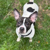 Aaron CAA15300, chien à adopter