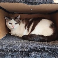 CALINE, chatte à adopter