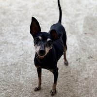 Faluche et Bidouille, chienne à adopter