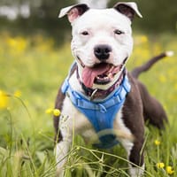 Princesse, chienne à adopter