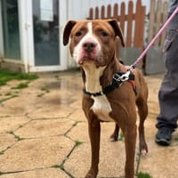 DIOR OAA20018, chienne à adopter