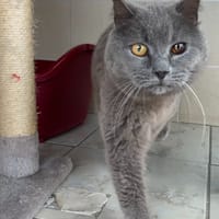 Doudou, chat à adopter