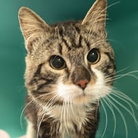 NEUNEU C, chat à adopter