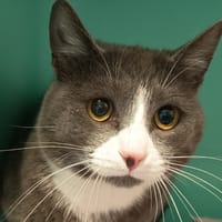 KRUM C, chat à adopter