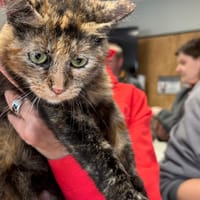 TINA, chatte à adopter
