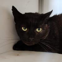 Saphir, chat à adopter