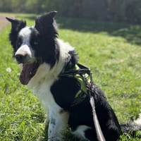 KONG VAA, chien à adopter