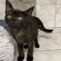 ELIYX, chat à adopter