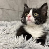 VAGA, chat à adopter