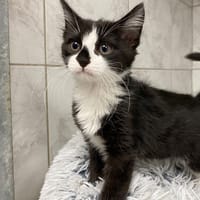 DIAMOX, chatte à adopter