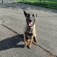 Saya, chienne à adopter