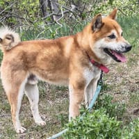 NAOKO, chien à adopter