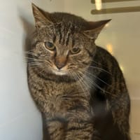 BUFFY, chat à adopter