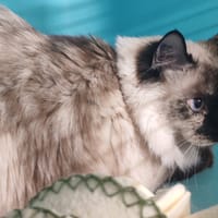 TSUMI, chatte à adopter