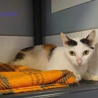 Mayette, chatte à adopter