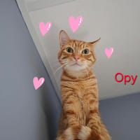 Opy, chat à adopter