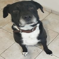 NASH (nommé DIDI), chien à adopter