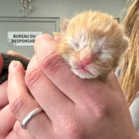 CARAMEL, chat à adopter