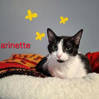 Marinette, chatte à adopter