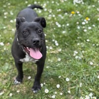 Laska CAA15305, chienne à adopter