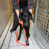 BAAM, chienne à adopter