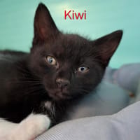 Kiwi, chat à adopter