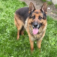 Kayser CAA15303, chien à adopter