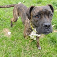 ASTRID, chienne à adopter