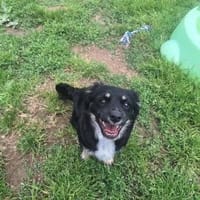 HARIBO Promis, chien à adopter