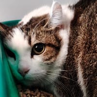 Grenat, chat à adopter