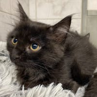ONYX, chatte à adopter