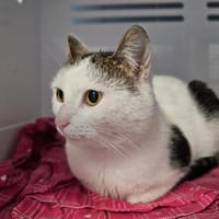 Guizmo, chat à adopter