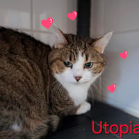 UTOPIA, chatte à adopter