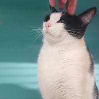 MAKI, chat à adopter