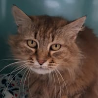 Belle, chatte à adopter