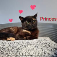 Princesse, chatte à adopter