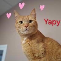 Yapy, chat à adopter