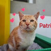 Patrick, chat à adopter