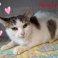 Panama, chatte à adopter