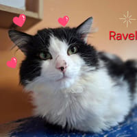 RAVEL, chat à adopter