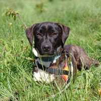 Yoko, chien à adopter