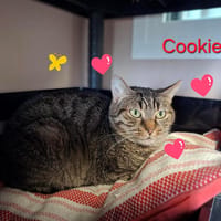Cookie, chatte à adopter