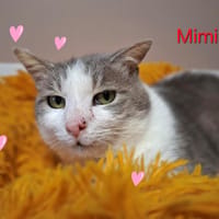 Mimine, chat à adopter