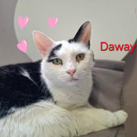 DAWAYTI, chat à adopter