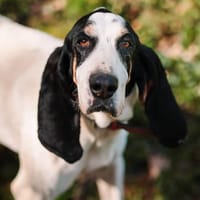 NOZ, chienne à adopter