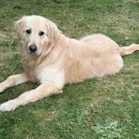 OLIVER, chien à adopter