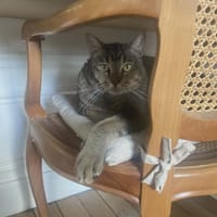 JOEY, chat à adopter