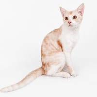 SAHSA, chat à adopter